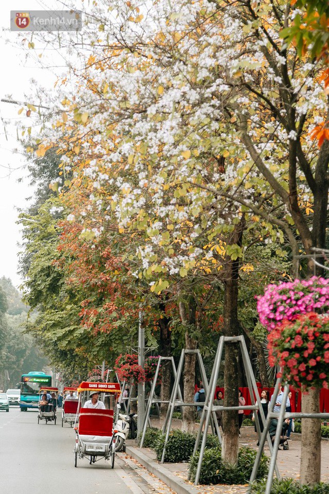 Hà Nội đẹp đến nao lòng mùa cây thay lá, màu vàng nên thơ phủ khắp phố phường - Ảnh 16.
