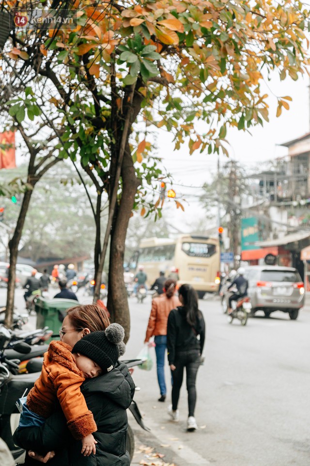 Hà Nội đẹp đến nao lòng mùa cây thay lá, màu vàng nên thơ phủ khắp phố phường - Ảnh 22.