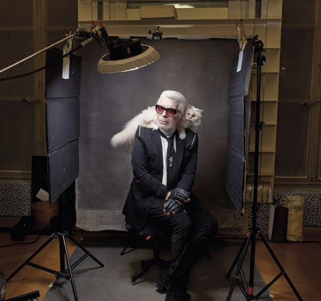 Cuộc sống vương giả của mèo Choupette - tình yêu lớn nhất đời Karl Lagerfeld - Ảnh 1. Cuộc sống vương giả của mèo Choupette - tình yêu lớn nhất đời Karl Lagerfeld - Ảnh 1.