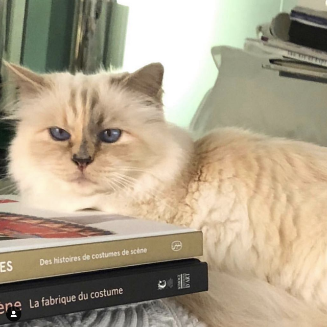 Cuộc sống vương giả của mèo Choupette - tình yêu lớn nhất đời Karl Lagerfeld - Ảnh 7.