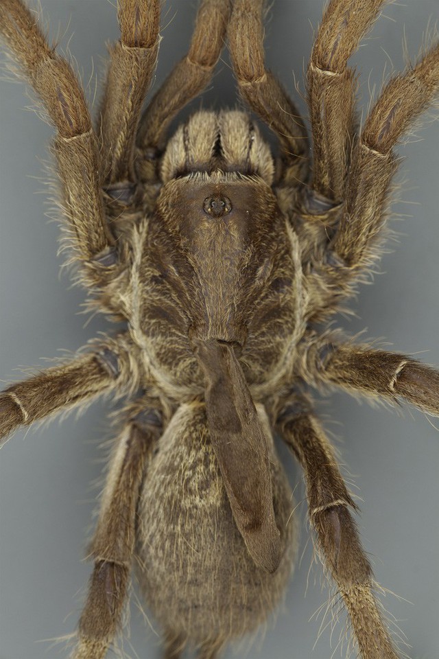 Phát hiện ra một giống nhện mới đã lông lá lại còn có sừng tại Nam Phi - Ảnh 1.