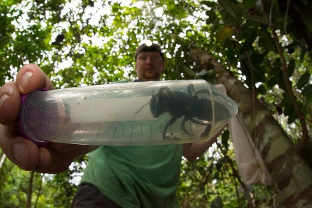 Tưởng đã tuyệt chủng cách đây 40 năm, loài ong lớn nhất thế giới bất ngờ được tìm thấy tại Indonesia - Ảnh 1.