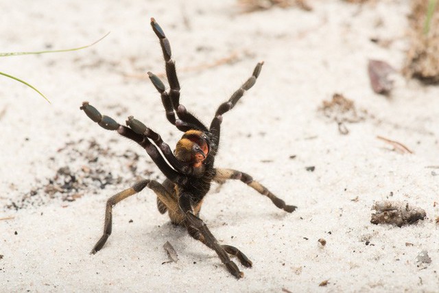 Phát hiện ra một giống nhện mới đã lông lá lại còn có sừng tại Nam Phi - Ảnh 2.