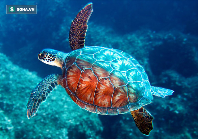 Chuyên gia: 3 đặc điểm giúp rùa trở thành loài sống thọ nhất thế giới mà con người nên học - Ảnh 1.