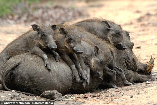 Nhân năm Kỷ Hợi tìm hiểu loài lợn cực thú vị: mang ngà như voi, lại có đến 4 cái - Ảnh 10.