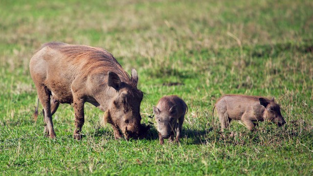 Nhân năm Kỷ Hợi tìm hiểu loài lợn cực thú vị: mang ngà như voi, lại có đến 4 cái - Ảnh 4.