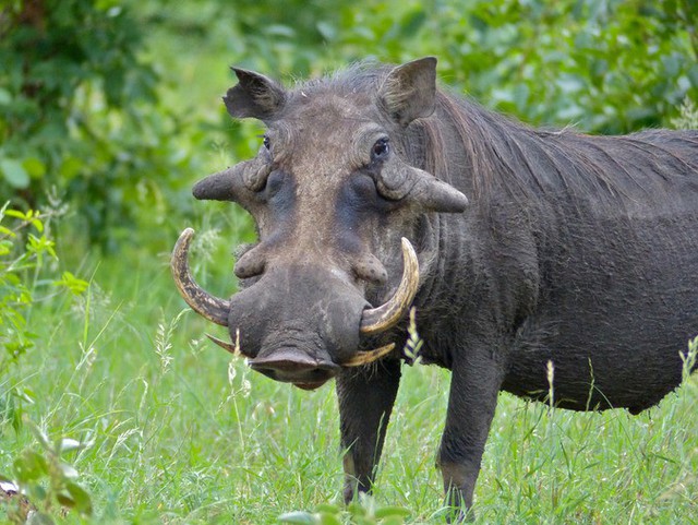 Nhân năm Kỷ Hợi tìm hiểu loài lợn cực thú vị: mang ngà như voi, lại có đến 4 cái - Ảnh 6.