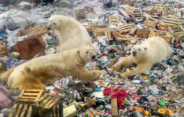 Đàn gấu Bắc cực tụ tập bới rác kiếm ăn - lời cảnh tỉnh đáng sợ tới con người về ô nhiễm môi trường - Ảnh 3.