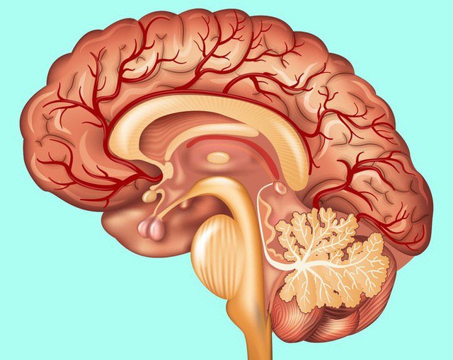 Ai quan tâm đến sức khoẻ tim, gan, phổi, thận cần phải biết điều này - Ảnh 7.