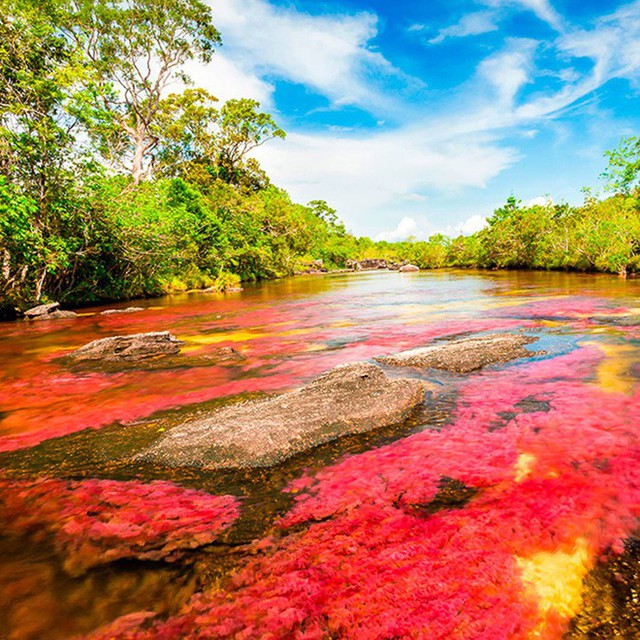 Đây là con sông đẹp nhất thế giới: Lung linh 5 màu sắc, được mệnh danh là cầu vồng sống vi diệu nhất - Ảnh 6.