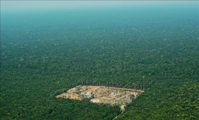 Amazon mất 30 triệu ha rừng nguyên sinh trong 17 năm - Ảnh 1.