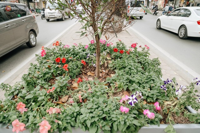 Clip bức xúc: Nhiều người dừng xe giữa đường phố Hà Nội mót hoa trang trí, lãnh đạo Công ty Công viên cây xanh lên tiếng - Ảnh 3.