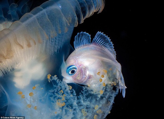 Những sinh vật biển phát sáng tuyệt đẹp của đáy Thái Bình Dương sẽ khiến bạn mê mẩn - Ảnh 13.