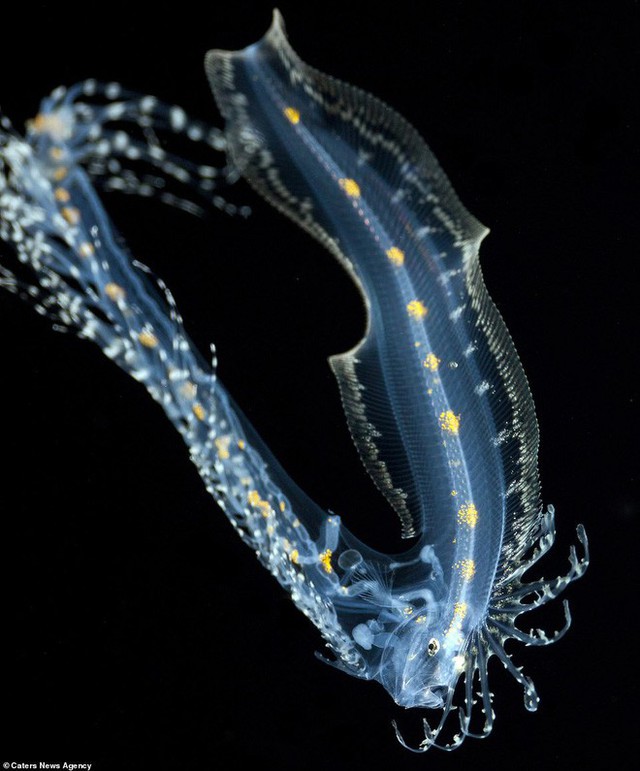 Những sinh vật biển phát sáng tuyệt đẹp của đáy Thái Bình Dương sẽ khiến bạn mê mẩn - Ảnh 3.