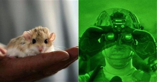 Các nhà khoa học Trung Quốc đang có thể hack mắt chuột nhìn trong đêm, sắp tới là chó và cuối cùng là người - Ảnh 6.