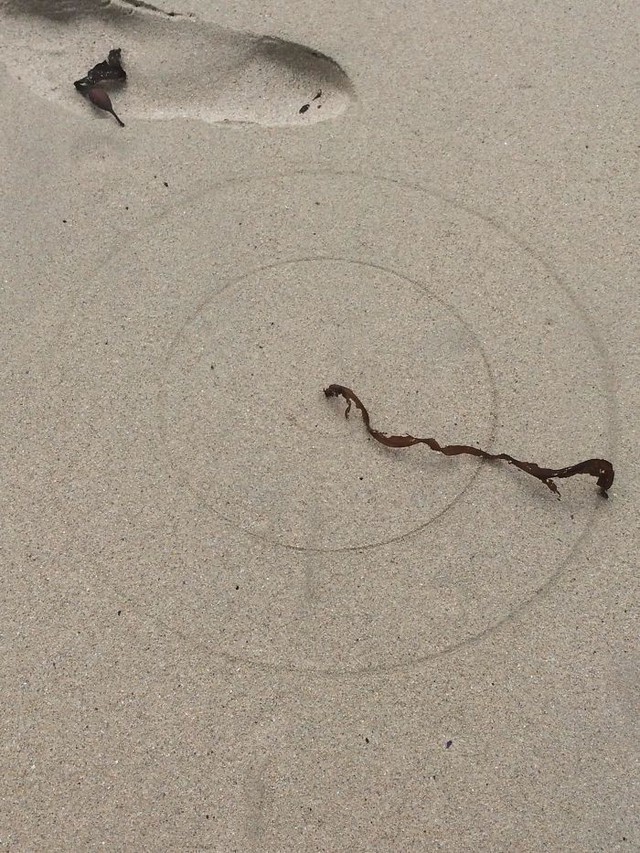 Chùm ảnh: Những tác phẩm nghệ thuật siêu thực nhất của tạo hóa mà con người từng tìm thấy được trên bãi biển - Ảnh 1.