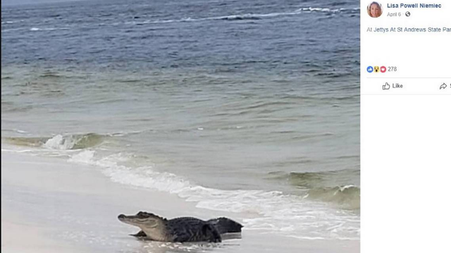 Mỹ: Cá sấu đói bụng và hứng tình đang xâm chiếm Florida - Ảnh 6.
