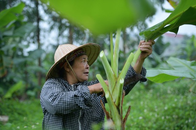 Nghề độc ở Hà Nội: Bán lá chuối rừng, kiếm hàng chục triệu đồng mỗi tháng - Ảnh 1. Nghề độc ở Hà Nội: Bán lá chuối rừng, kiếm hàng chục triệu đồng mỗi tháng - Ảnh 1.