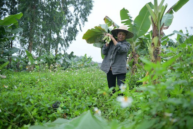  Nghề độc ở Hà Nội: Bán lá chuối rừng, kiếm hàng chục triệu đồng mỗi tháng - Ảnh 2.