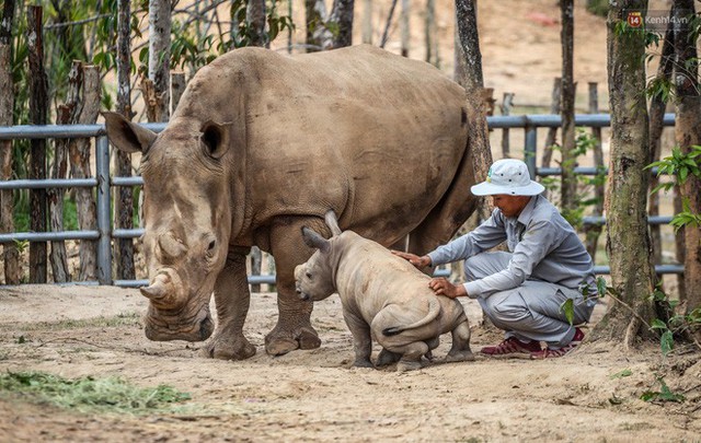 Cận cảnh 2 bé tê giác trắng quý hiếm vừa được sinh ra ở Việt Nam trong thập kỷ qua - Ảnh 7.