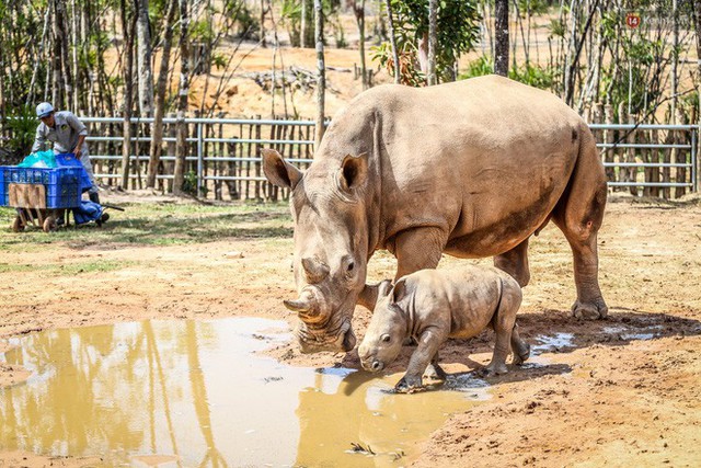 Cận cảnh 2 bé tê giác trắng quý hiếm vừa được sinh ra ở Việt Nam trong thập kỷ qua - Ảnh 5.