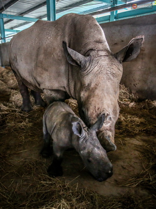 Cận cảnh 2 bé tê giác trắng quý hiếm vừa được sinh ra ở Việt Nam trong thập kỷ qua - Ảnh 9.