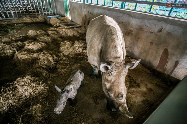 Cận cảnh 2 bé tê giác trắng quý hiếm vừa được sinh ra ở Việt Nam trong thập kỷ qua - Ảnh 10.