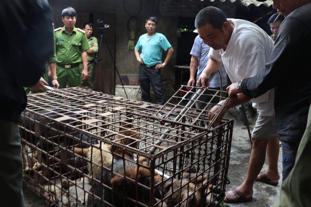 Đàn chó cắn bé trai 7 tuổi tử vong bị đưa về trụ sở công an ở Hưng Yên - Ảnh 1.