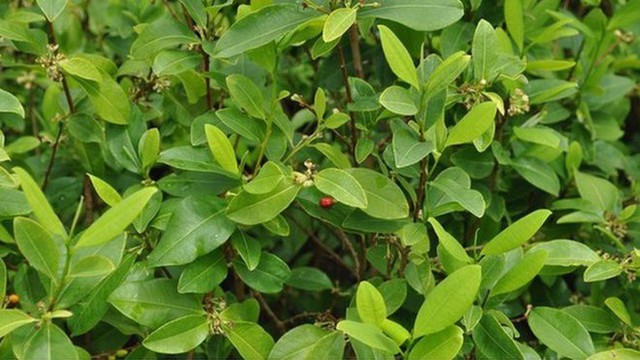 Nhận biết các loại ma túy và tác hại của chúng - Ảnh 5.