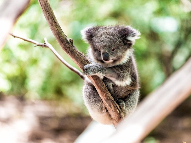 Nước Úc tuyên bố gấu túi koala đã tuyệt chủng về mặt chức năng - Ảnh 1.