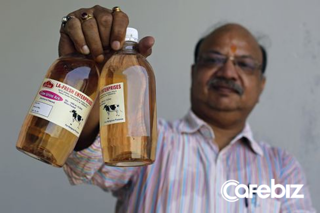 Đại chiến thần bò tại Ấn Độ: Khi nước tiểu bò đắt giá hơn cả sữa - Ảnh 2.