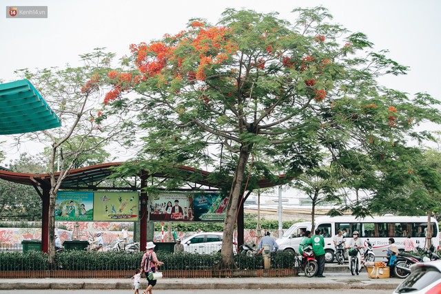 Chùm ảnh: Hà Nội và bản tình ca của những loài hoa mùa hạ thay nhau khoe sắc trên phố - Ảnh 3.