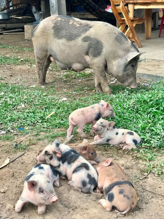 7 ngày đi phượt ở Lào: Ít nhất 2 lần bị công an hỏi thăm, đi rồi mới thấy cơm nhà ăn hằng ngày đáng quý biết chừng nào... - Ảnh 9.