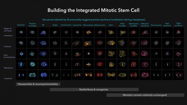 Đột phá: Các nhà khoa học lần đầu xây dựng thành công mô hình nguyên phân của tế bào gốc - Ảnh 4.