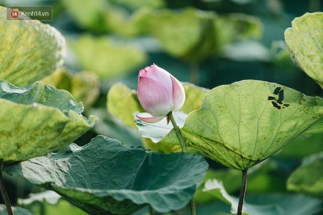 Đầm sen ở Nhật Tân có gì hot mà người dân Hà Nội ùn ùn kéo đến, lội xuống hồ chụp ảnh mỗi ngày? - Ảnh 3. Đầm sen ở Nhật Tân có gì hot mà người dân Hà Nội ùn ùn kéo đến, lội xuống hồ chụp ảnh mỗi ngày? - Ảnh 3.