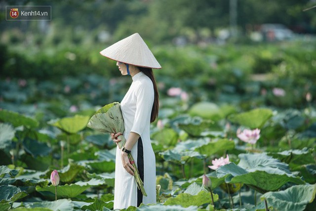 Đầm sen ở Nhật Tân có gì hot mà người dân Hà Nội ùn ùn kéo đến, lội xuống hồ chụp ảnh mỗi ngày? - Ảnh 26.