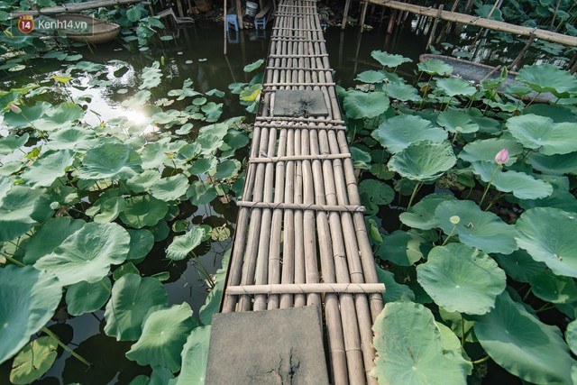 Đầm sen ở Nhật Tân có gì hot mà người dân Hà Nội ùn ùn kéo đến, lội xuống hồ chụp ảnh mỗi ngày? - Ảnh 6. Đầm sen ở Nhật Tân có gì hot mà người dân Hà Nội ùn ùn kéo đến, lội xuống hồ chụp ảnh mỗi ngày? - Ảnh 6.