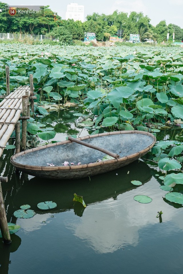 Đầm sen ở Nhật Tân có gì hot mà người dân Hà Nội ùn ùn kéo đến, lội xuống hồ chụp ảnh mỗi ngày? - Ảnh 8.