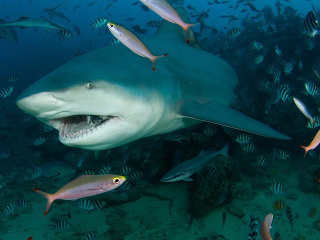 Ngày càng có nhiều người bị cá mập tấn công hơn và đây là lý do thực sự đằng sau - Ảnh 1.