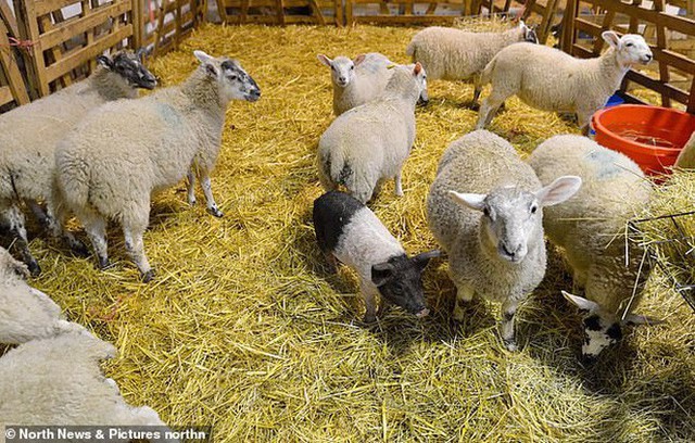 Cuộc đời ly kỳ của bé ỉn Alistair: Từ đứa con bị ghẻ lạnh đến nhận bầy cừu làm anh chị nuôi và vụt sáng thành ngôi sao nông trại - Ảnh 8.