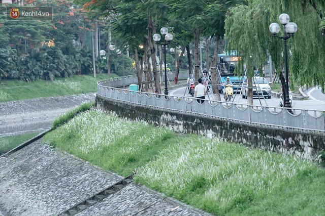 Sông Tô Lịch đổi màu sau khi làm sạch bằng công nghệ Nhật Bản: Hoa lau xanh mướt, người dân thư thả câu cá - Ảnh 6.