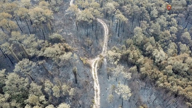 Clip nhìn từ trên cao: Cánh rừng thông xám xịt ở Hà Tĩnh sau 4 ngày lửa bùng cháy kinh hoàng khiến nhiều người xót xa - Ảnh 5.