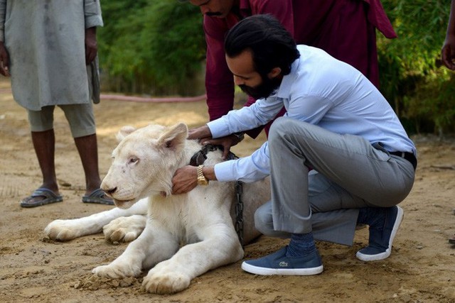  Mốt nuôi sư tử làm thú cưng của đại gia Pakistan - Ảnh 1.