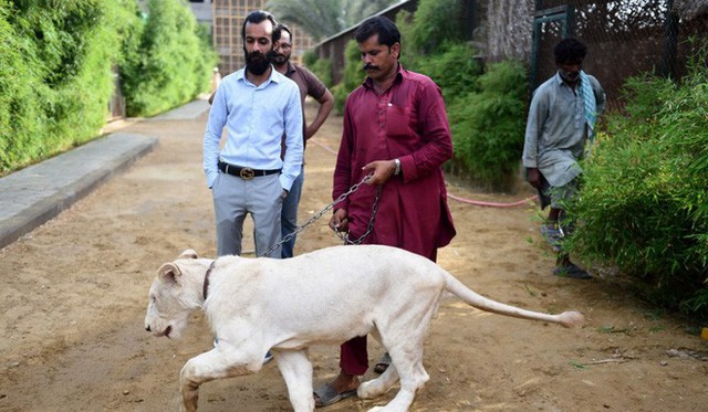  Mốt nuôi sư tử làm thú cưng của đại gia Pakistan - Ảnh 2.