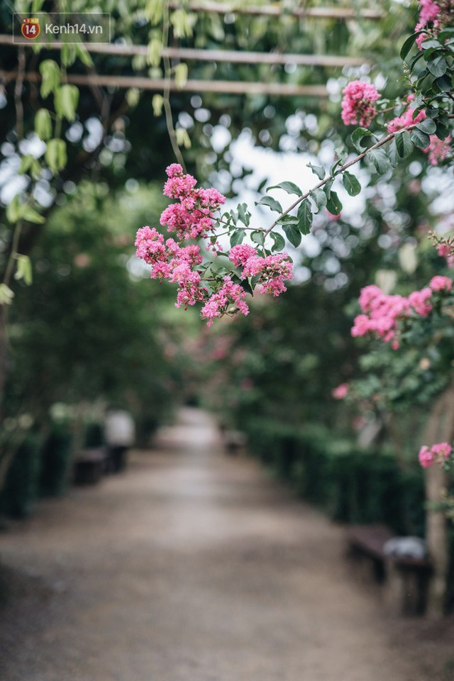 Chùm ảnh: Con đường ở Hà Nội được tạo nên bởi 100 gốc hoa tường vi đẹp như khu vườn cổ tích - Ảnh 4.