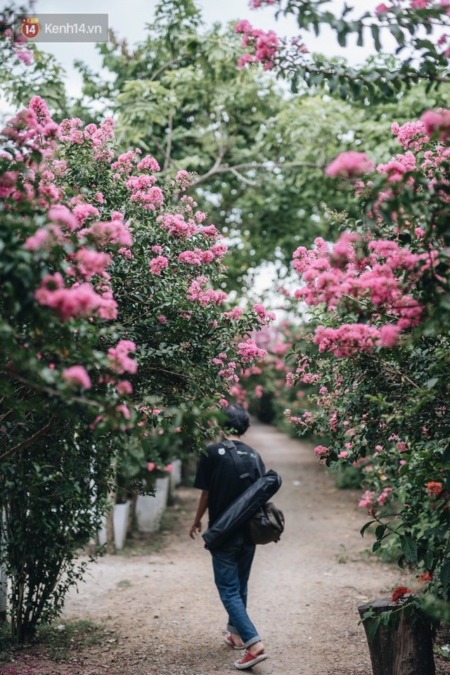 Chùm ảnh: Con đường ở Hà Nội được tạo nên bởi 100 gốc hoa tường vi đẹp như khu vườn cổ tích - Ảnh 5.