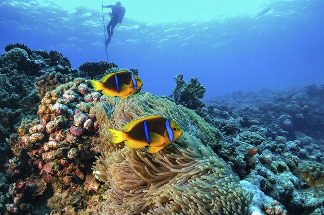 siargao - Vượt qua cả Bali và Hawaii, ốc đảo hình giọt nước kỳ lạ ở Philippines được tạp chí Mỹ bình chọn đẹp nhất thế giới - photo siargao - photo 21 15634220276681330345660 - Vượt qua cả Bali và Hawaii, ốc đảo hình giọt nước kỳ lạ ở Philippines được tạp chí Mỹ bình chọn đẹp nhất thế giới