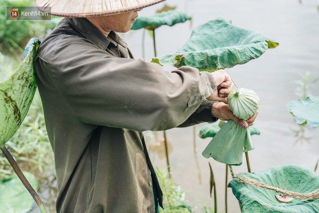 Cử nhân báo chí khởi nghiệp trà sen với 20 triệu mẹ dành mua xe máy: Con không thích đi làm, con muốn về nhà - Ảnh 15.