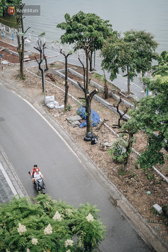 Cận cảnh cuộc di cư của gần trăm cây hoa sữa từ hồ Tây ra bãi rác Nam Sơn để “khử mùi” - Ảnh 7.