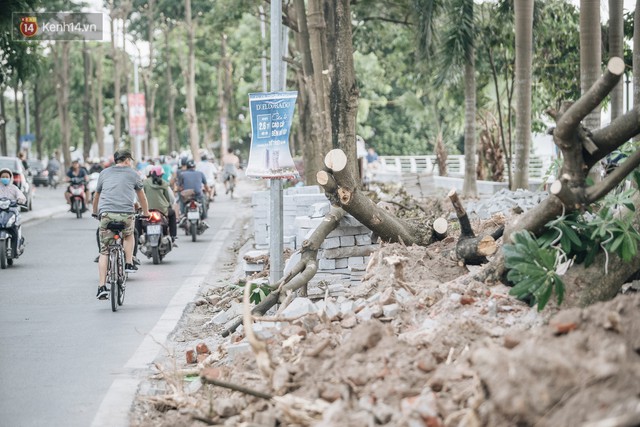 Cận cảnh cuộc di cư của gần trăm cây hoa sữa từ hồ Tây ra bãi rác Nam Sơn để “khử mùi” - Ảnh 9.